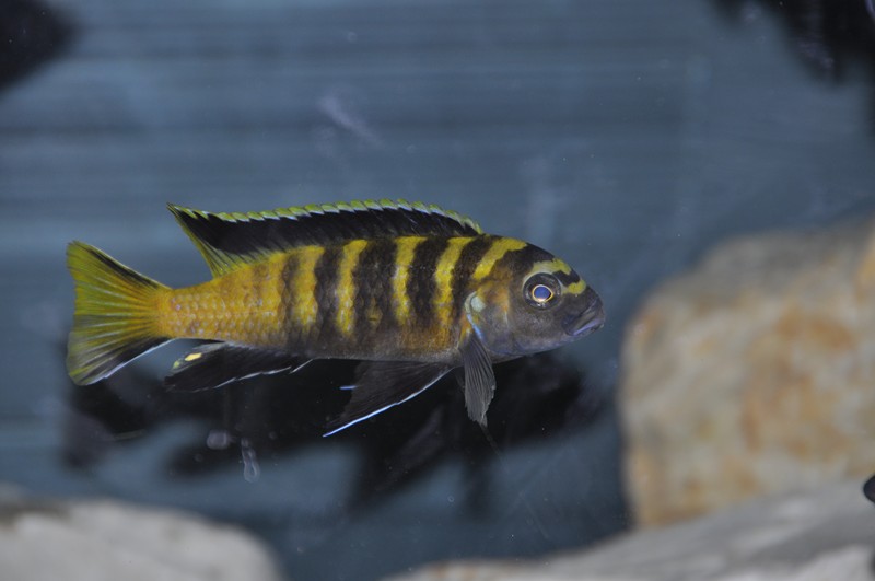 Pseudotropheus flavus Chinyankwasi 4.JPG