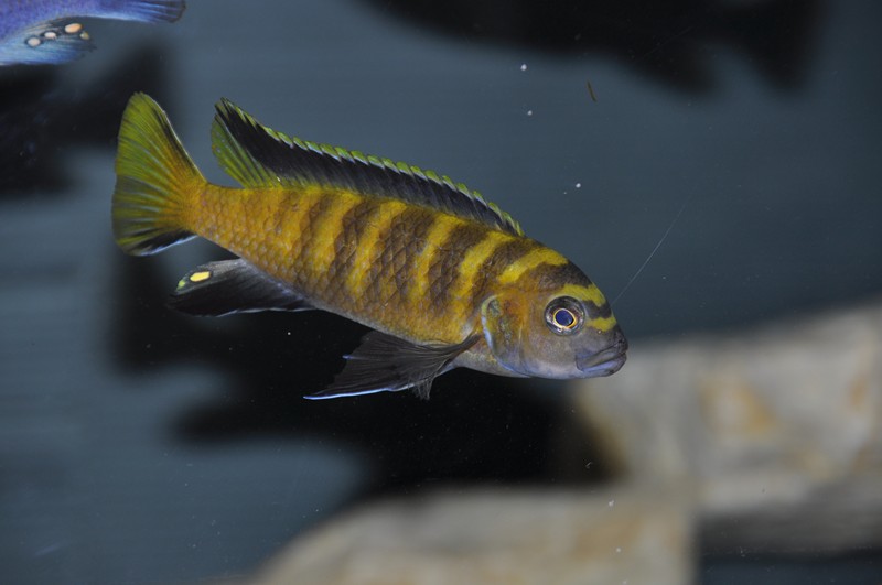 Pseudotropheus flavus Chinyankwasi 6.JPG