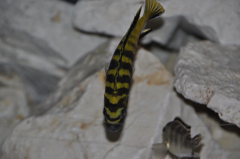 Pseudotropheus flavus Chinyankwasi 7.JPG