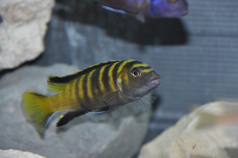 Pseudotropheus flavus Chinyankwasi 9.JPG