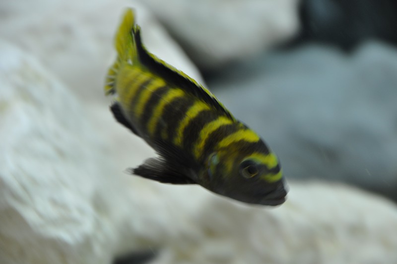 Pseudotropheus flavus Chinyankwasi 10.JPG