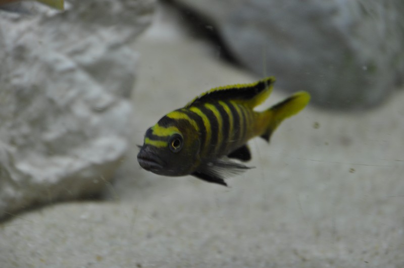 Pseudotropheus flavus Chinyankwasi 11.JPG