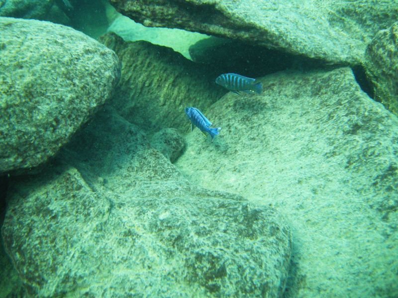 Sciaenochromis fryeri