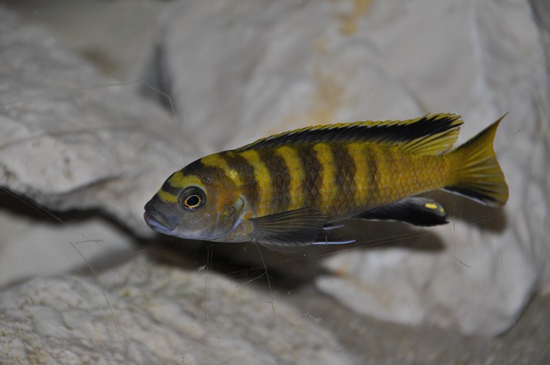 Pseudotropheus flavus Chinyankwasi 14.JPG