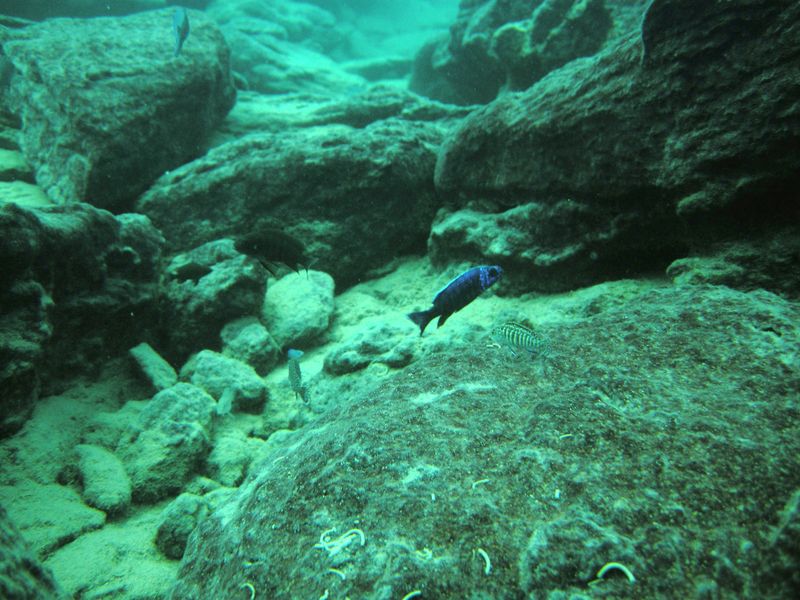 Sciaenochromis fryeri