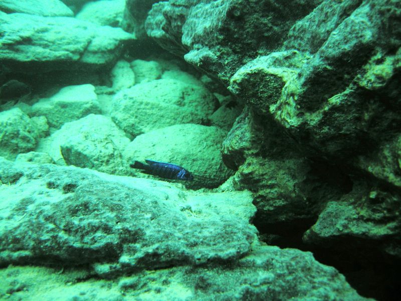 Sciaenochromis fryeri