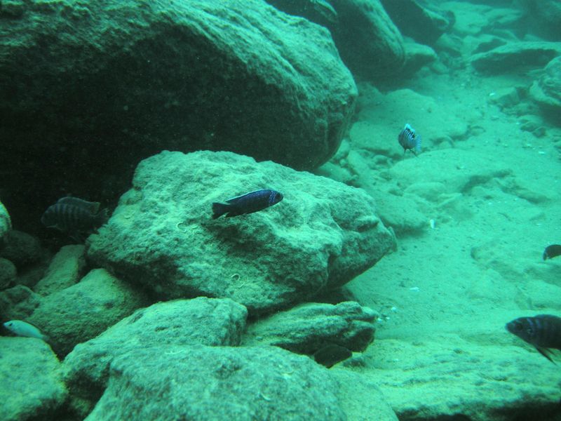 Sciaenochromis fryeri