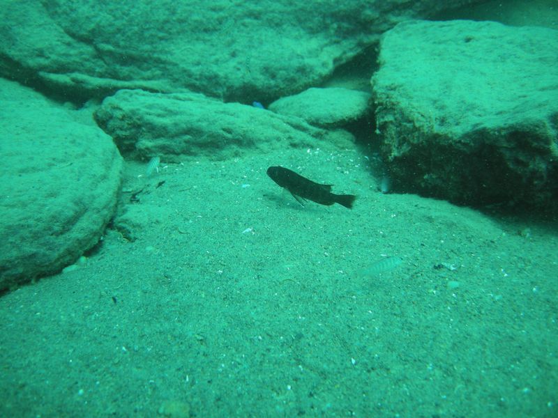Sciaenochromis fryeri