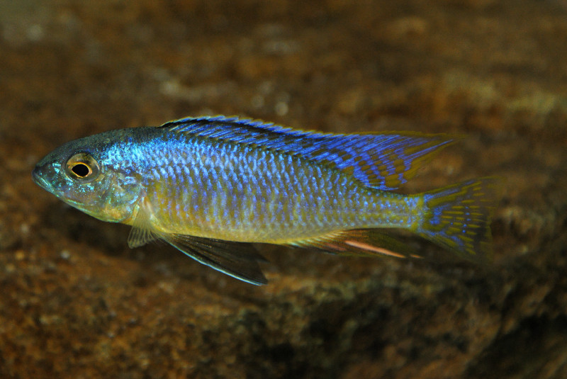 Nyassachromis leuciscus