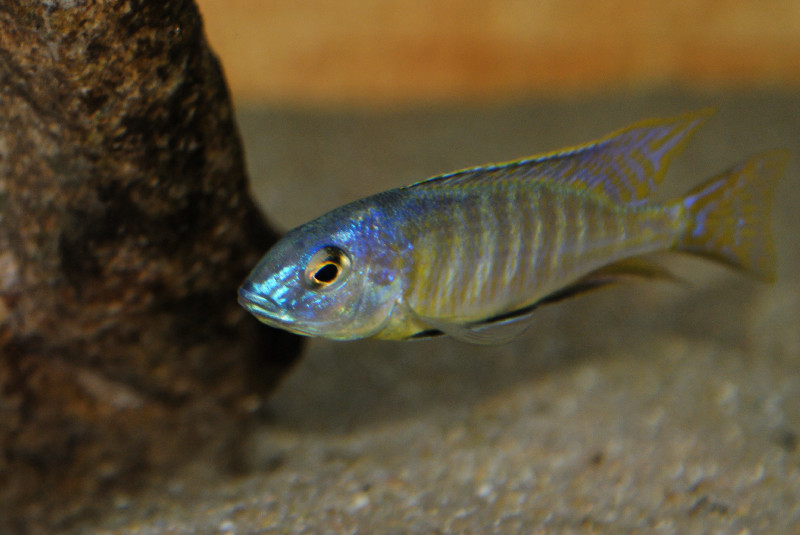 Nyassachromis leuciscus