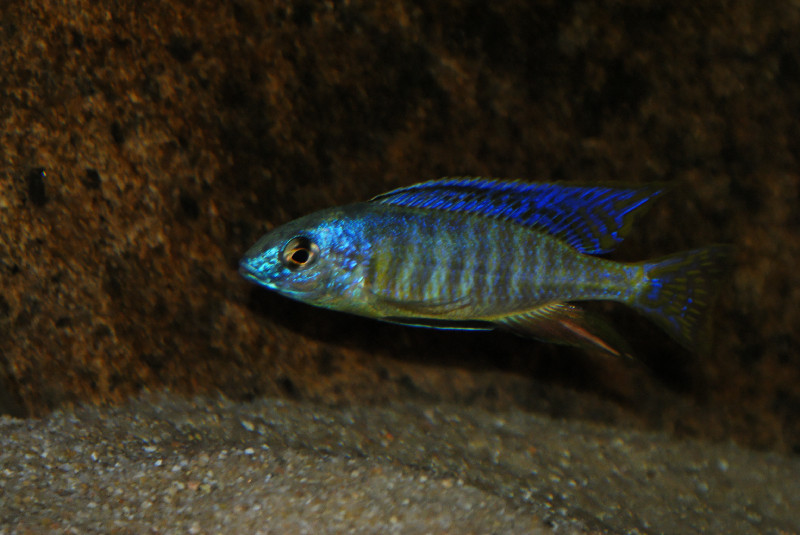 Nyassachromis leuciscus