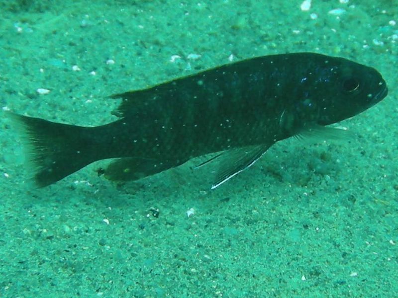 Sciaenochromis fryeri