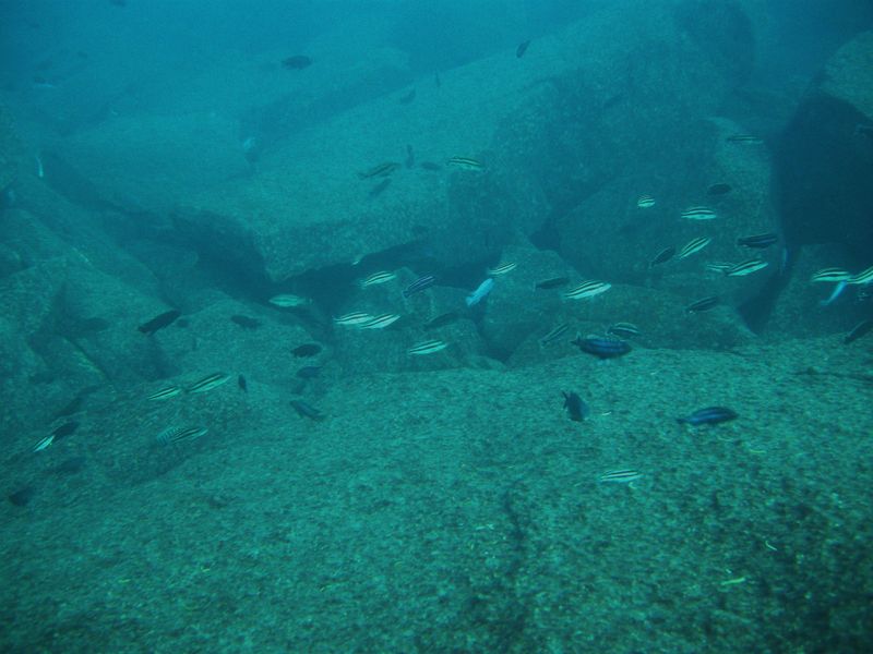 Melanochromis loriae