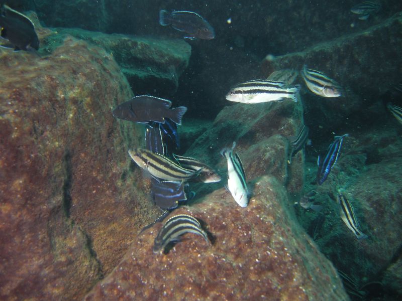 Melanochromis loriae