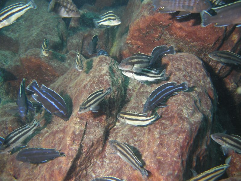 Melanochromis loriae