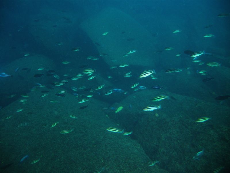 Melanochromis loriae