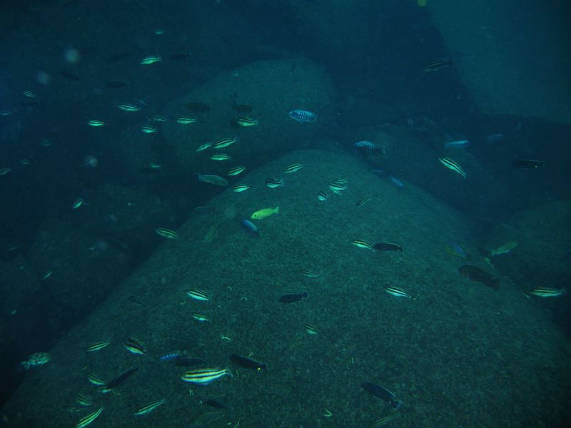 Melanochromis loriae