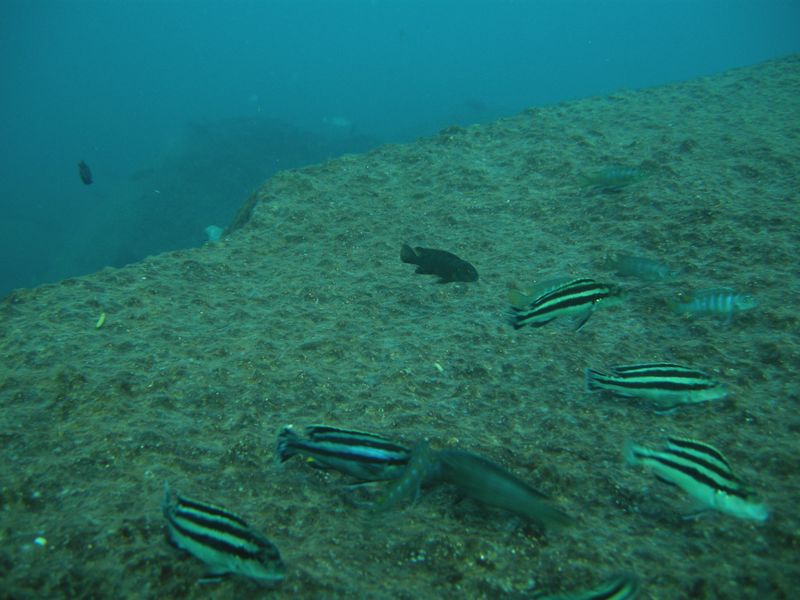 Melanochromis loriae