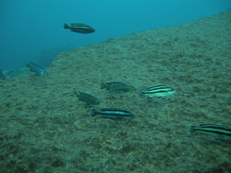 Melanochromis loriae