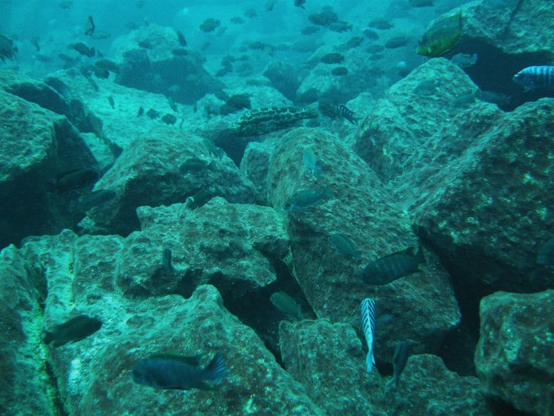 Nimbochromis polystigma