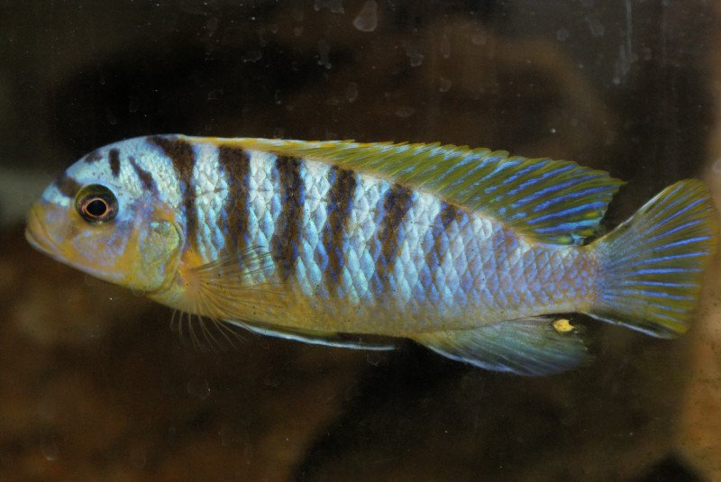 Maylandia  sp. &quot;hajomaylandi pombo&quot; Ndumbi