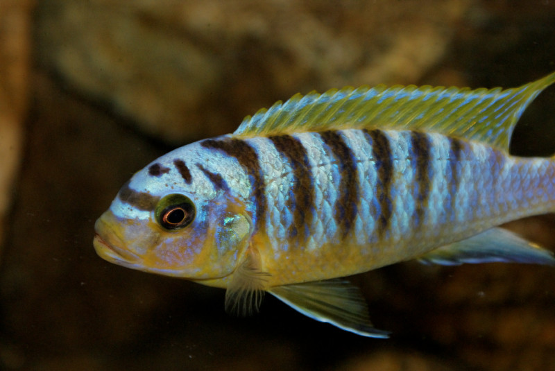 Maylandia  sp. &quot;hajomaylandi pombo&quot; Ndumbi
