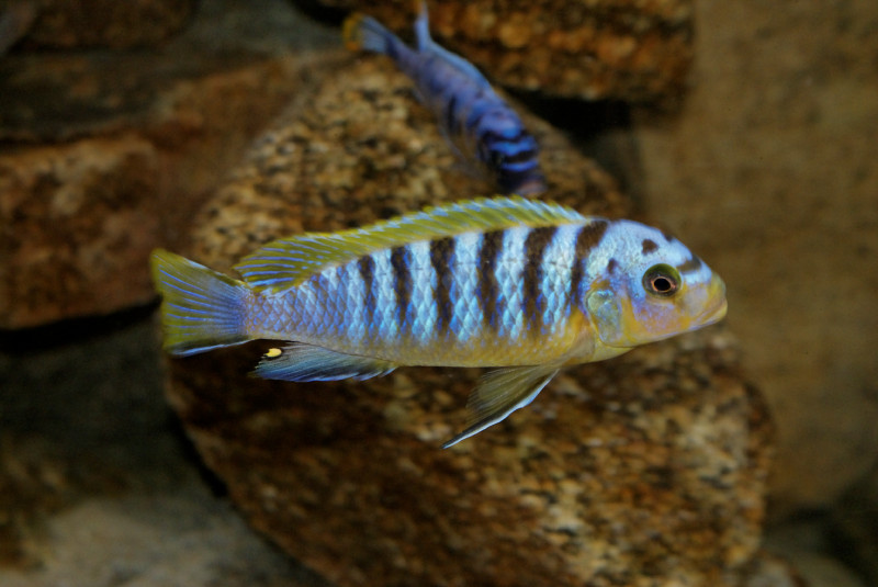 Maylandia  sp. &quot;hajomaylandi pombo&quot; Ndumbi