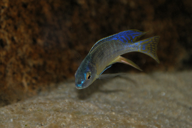 Nyassachromis leuciscus