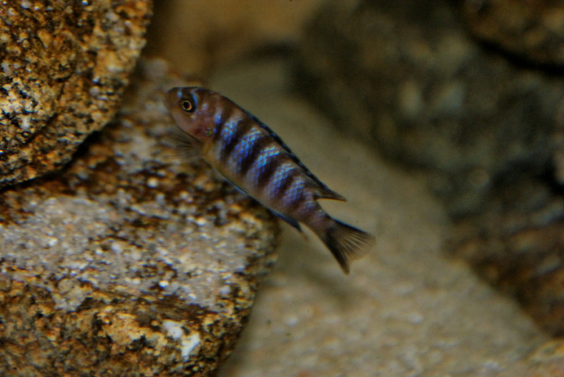 Pseudotropheus sp. &quot;aggressive zebra&quot; Mbenji