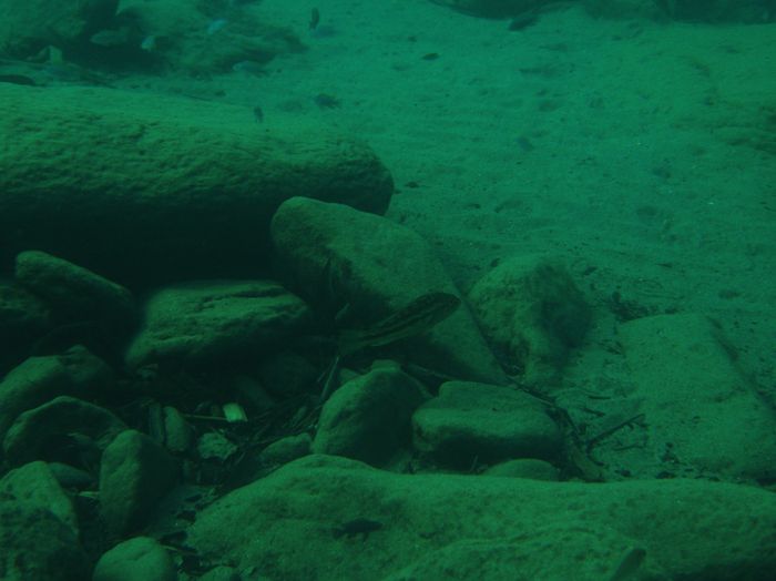 Serranochromis robustus