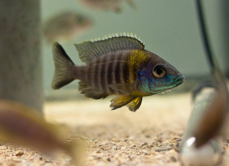 aulonocara saulosi