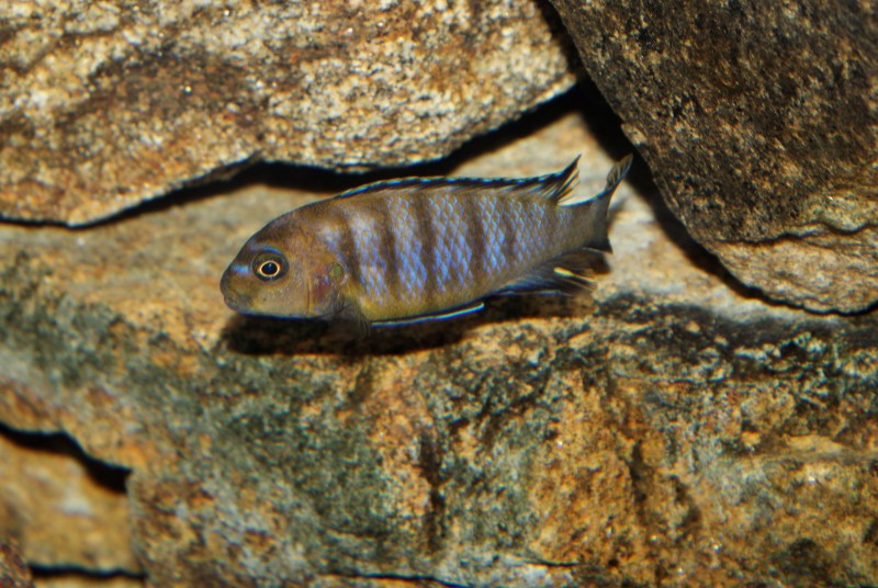 DSC06886_raw.jpg