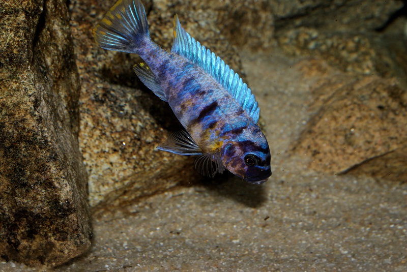 DSC06900_raw.jpg