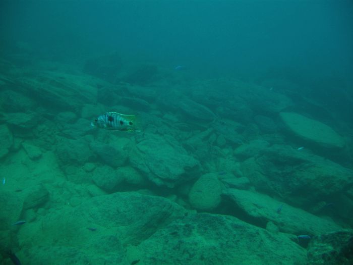Stigmatochromis tolae