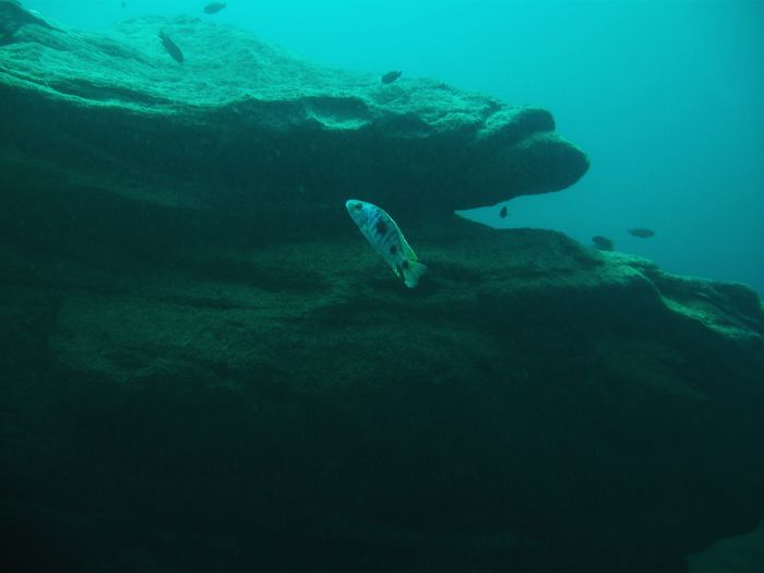 Stigmatochromis tolae