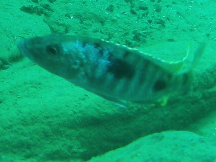 Stigmatochromis tolae