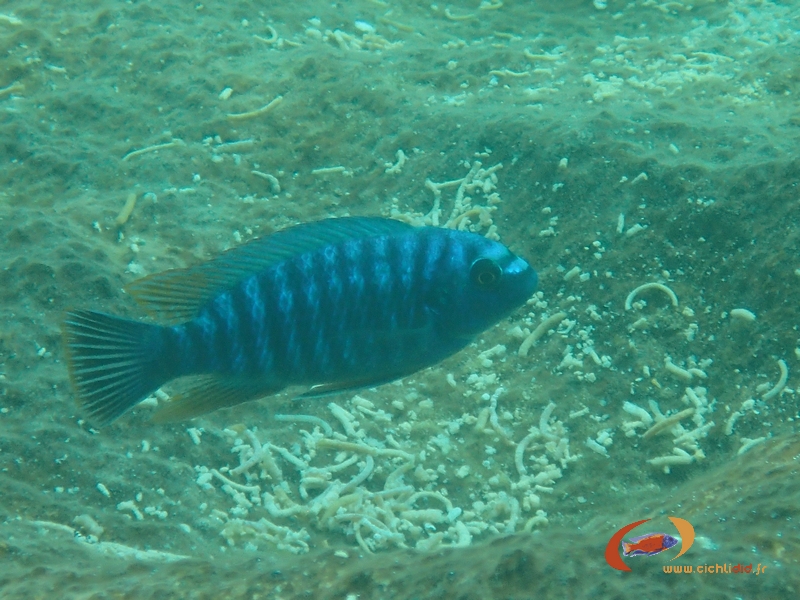 Labeotropheus fuelleborni Thumbi-West