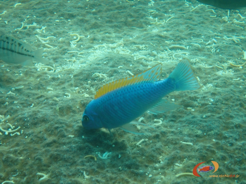 Labeotropheus trewavasae Thumbi-West