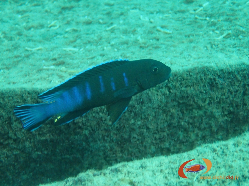 Pseudotropheus sp. &quot;elongatus slab&quot; Thumbi-West