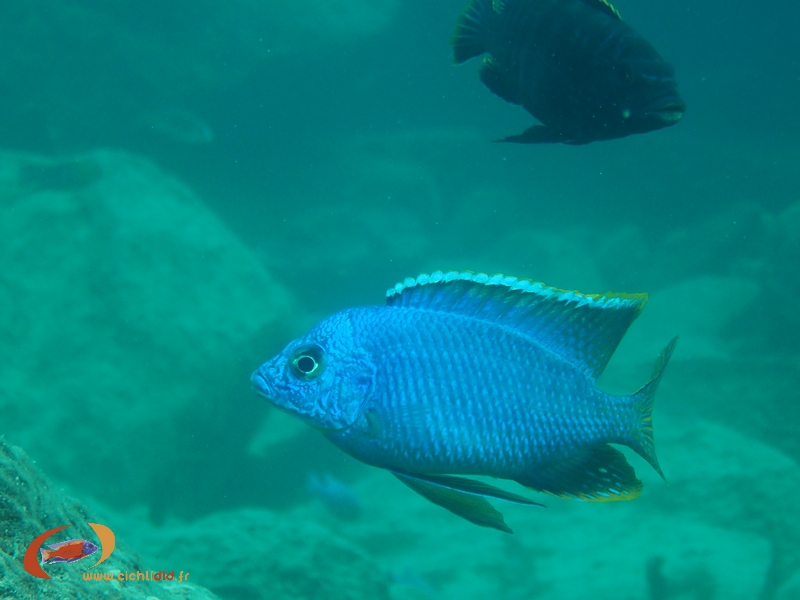 Protomelas taeniolatus Thumbi-West