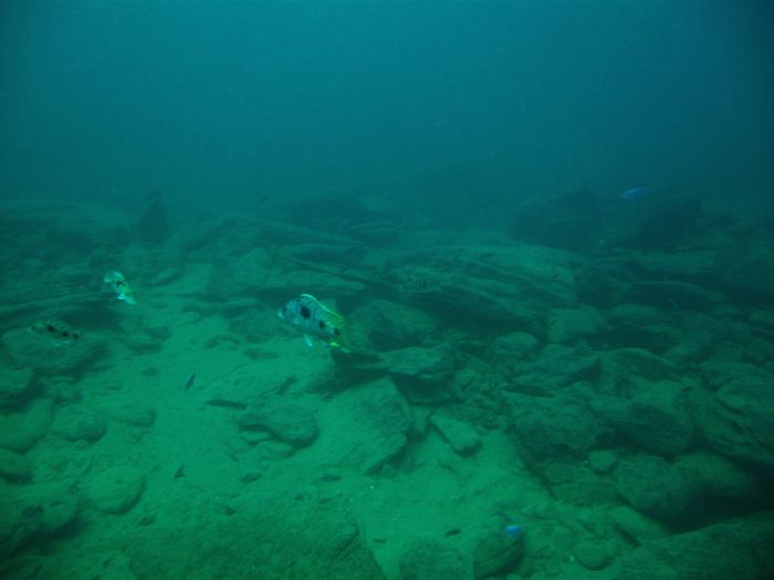 Stigmatochromis tolae