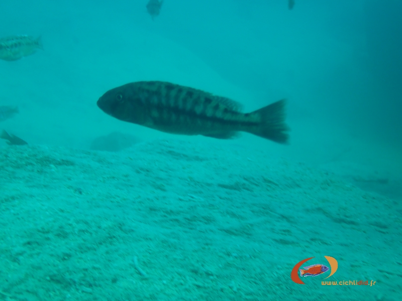 Tyrranochromis macrostoma Thumbi-West