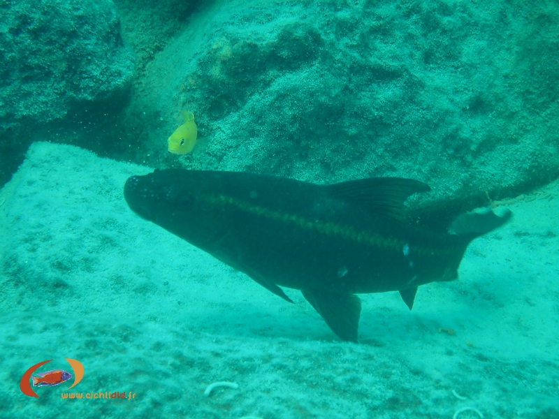 Labeo cylindricus Thumbi-West