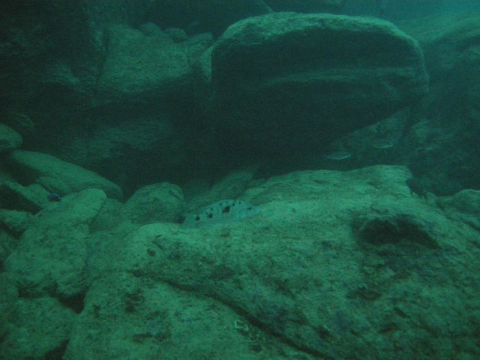 Stigmatochromis tolae