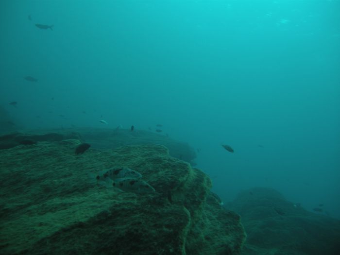 Stigmatochromis tolae