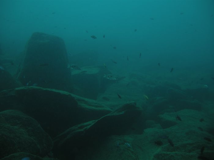 Stigmatochromis tolae