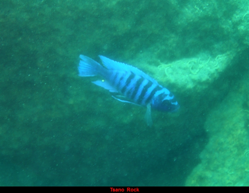 Tsano 3.JPG