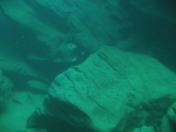 Stigmatochromis tolae