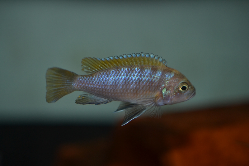 Maylandia pyrsonotos Nakantenga (femelle)