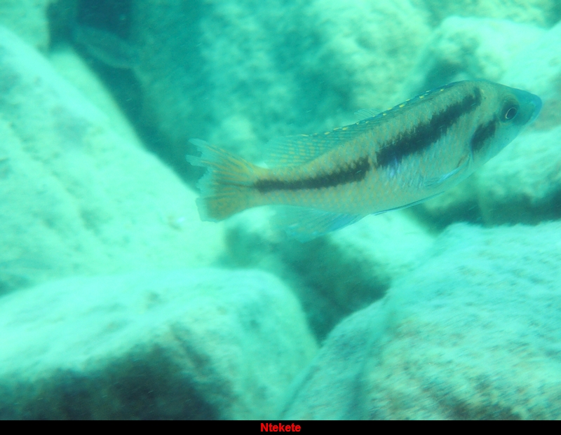 Mylochromis lateristriga?